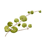Centella asiatica